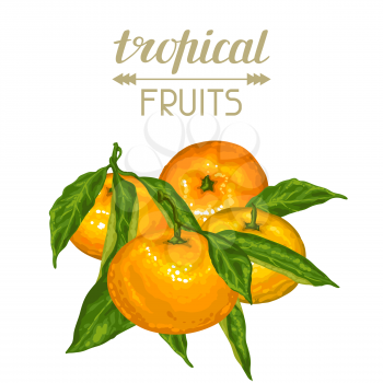 Background with mandarins. Tropical fruits and leaves.