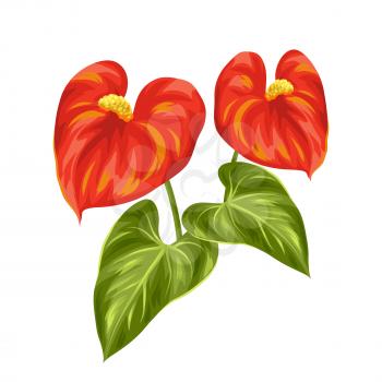 Bouquet of two decorative flowers anthurium on white background.
