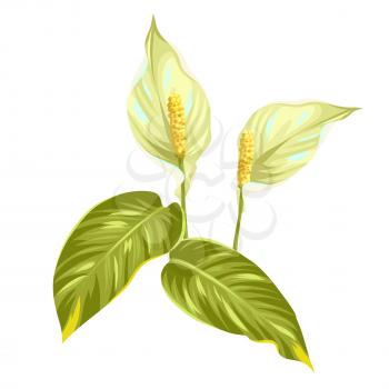 Bouquet of two decorative flowers spathiphyllum on white background.
