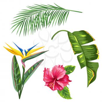 Tropical leaves and flowers set. Palms branches, bird of paradise flower, hibiscus.