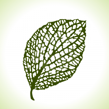 Decorative leaf isolated. Natural detailed macro illustration.
