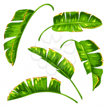 Set of banana palm leaves. Decorative tropical foliage.