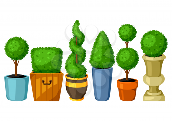 Boxwood topiary garden plants. Set of decorative trees in flowerpots.
