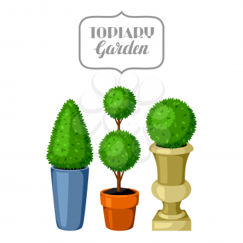 Boxwood topiary garden plants. Decorative trees in flowerpots.