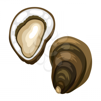 Fresh opened oyster. Isolated illustration of seafood on white background.