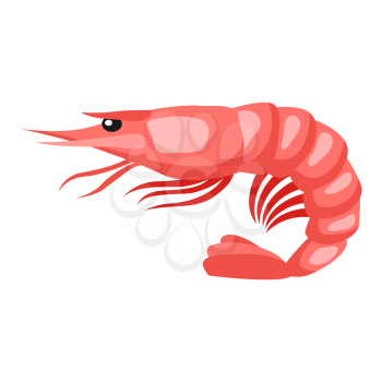 Cooked tiger shrimp. Isolated illustration of seafood on white background.