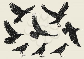 Set of black ravens. Hand drawn inky birds.
