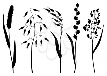 Set of herbs and cereal grass silhouettes. Floral collection with meadow plants.