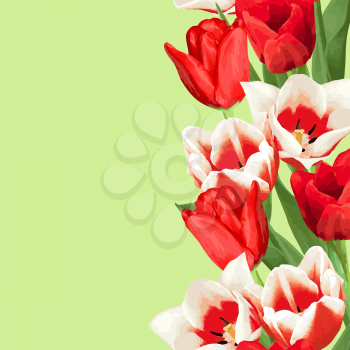 Seamless border with red and white tulips. Beautiful realistic flowers, buds and leaves.