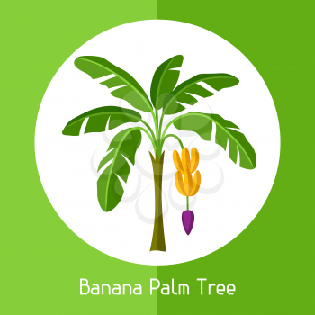 Banana palm tree. Illustration of exotic tropical plant.