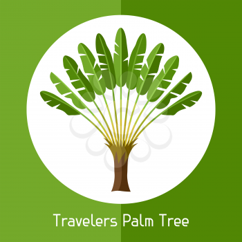 Travelers palm tree. Illustration of exotic tropical plant.