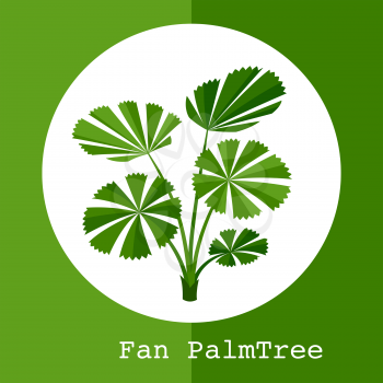 Fan palm tree. Illustration of exotic tropical plant.