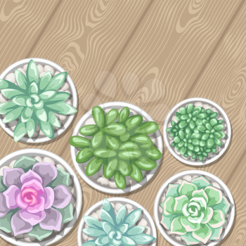 Card with succulents in pots. Echeveria, Jade Plant and Donkey Tails.