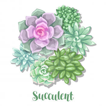 Card with succulents. Echeveria, Jade Plant and Donkey Tails.