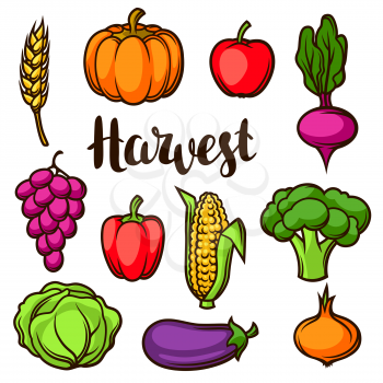 Harvest set of fruits and vegetables. Autumn seasonal illustration.