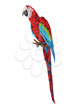 Illustration of macaw parrot. Tropical exotic bird.