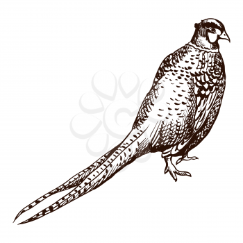 Antique engraving pheasant illustration. Abstract hand drawn bird.