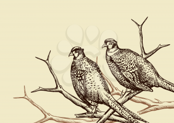 Background with pheasants. Antique engraving illustration with birds.