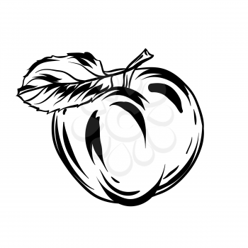 Illustration of apple. Stylized hand drawn fruit.