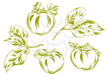 Set of apples and leaves. Stylized hand drawn fruits.