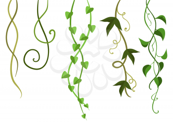 Twisted wild lianas branches set. Jungle vines plants. Woody natural tropical rainforest.