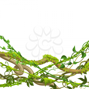 Twisted wild lianas branches background. Jungle vines plants. Woody natural tropical rainforest.