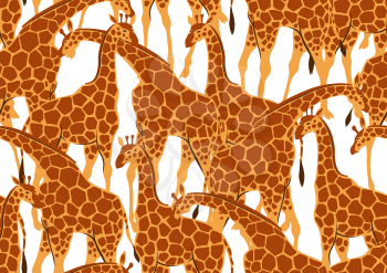 Seamless pattern with of giraffes. Wild African savanna animals on white background.