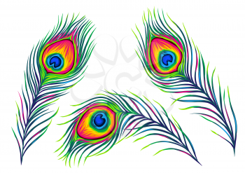 Set of peacock feathers. Color hand drawn exotic bird plumage.