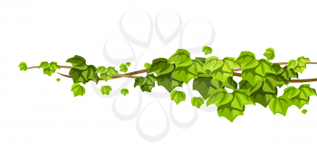 Twisted wild lianas branches background. Jungle vines plants. Woody natural tropical rainforest.