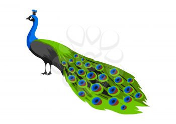 Illustration of peacock. Tropical exotic bird isolated on white background.