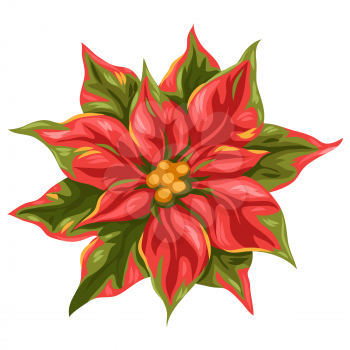 Illustration of poinsettia flower. Stylized hand drawn image in retro style.