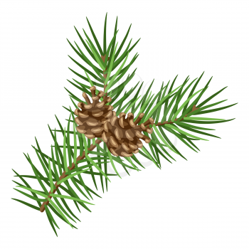 Illustration of spruce branch with cones. Stylized hand drawn image in retro style.