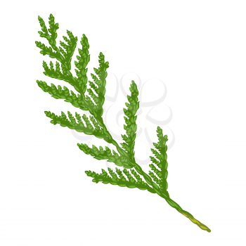 Illustration of thuja branch. Stylized hand drawn image in retro style.