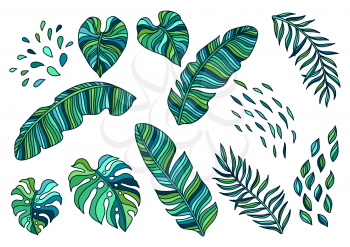 Set of palm leaves. Decorative image of tropical foliage and plants.