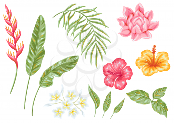Set of tropical flowers and leaves. Decorative exotic foliage, palms and plants.