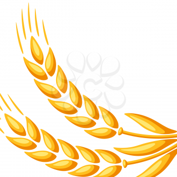 Background with wheat. Agricultural image natural golden ears of barley or rye.
