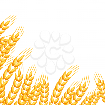 Background with wheat. Agricultural image natural golden ears of barley or rye.