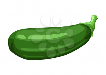 Illustration of green ripe zucchini. Agricultural farm item. Isolated vegetable.