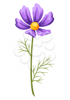 Illustration of realistic cosmea. Beautiful summer flower.