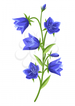 Illustration of realistic bells. Beautiful summer flower.