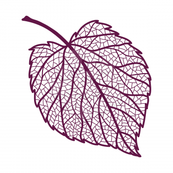 Illustration of autumn linden leaf. Image of foliage with veins.