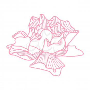 Illustration of delicate rose. Beautiful decorative stylized summer flower.