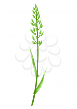 Illustration of stylized cereal grass. Decorative meadow plant.