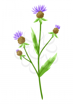 Illustration of stylized cornflower. Decorative meadow plant.