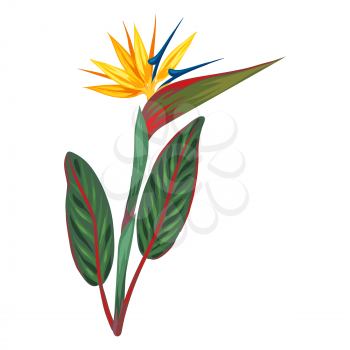 Illustration of tropical strelitzia flower. Decorative exotic plant.
