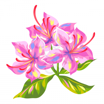 Illustration of tropical azalea flower. Decorative exotic plant.