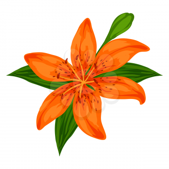 Illustration of blooming lily flower. Decorative beautiful plant.
