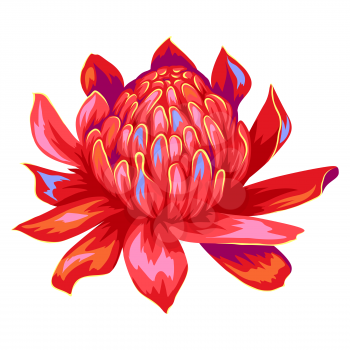 Illustration of tropical etlingera flower. Decorative exotic plant.