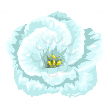 Illustration of blooming carnation flower. Decorative beautiful plant.