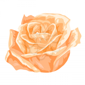 Illustration of blooming rose flower. Decorative beautiful plant.